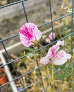 From the Levin's Harvest garden