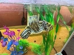 Shelldon, the Spec office turtle