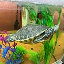 Shelldon swimming in his tank