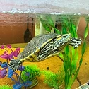 Shelldon the office turtle