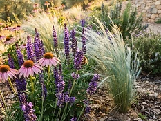 Trockenresistente Stauden: Lavendel, Salbei und Gräser in voller Blüte