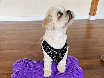 Obedience Class