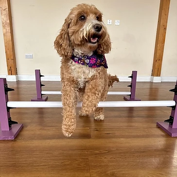 Dog jumping over an agility hurdle during training