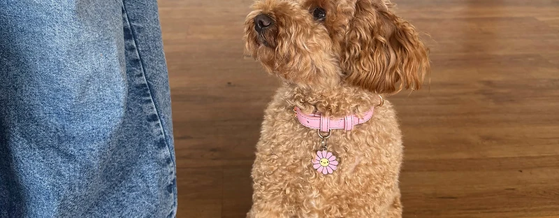 Puppy Class