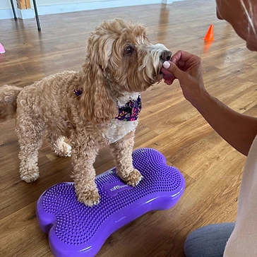 Dog on a purple balance bone receiving a treat