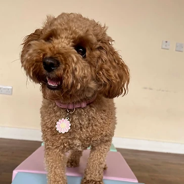 Dog smiling on stacked exercise blocks
