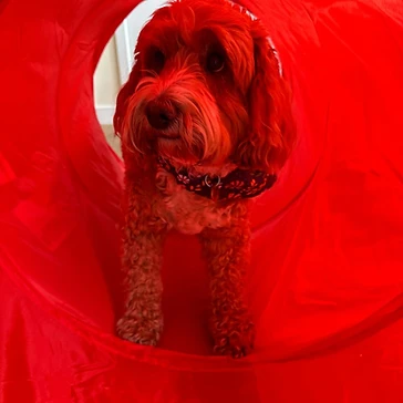 Dog looking out from a red agility tunnel