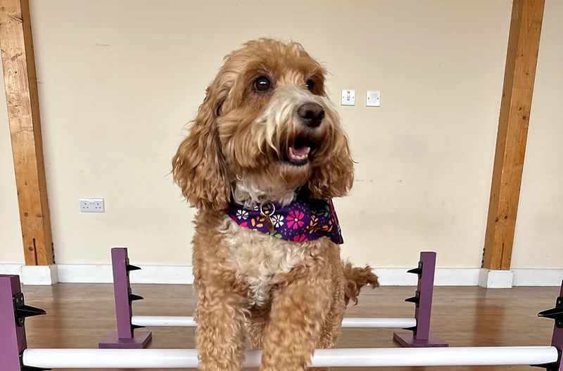 Dog jumping over an agility hurdle during training