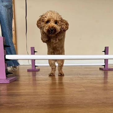 Small dog in front of a low agility hurdle