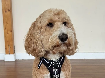 Puppy Advanced Class