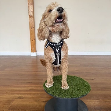 Dog standing on a round platform with artificial grass