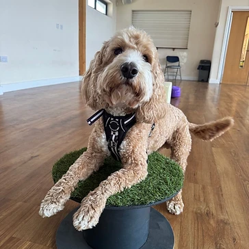 Dog standing on a circular training platform