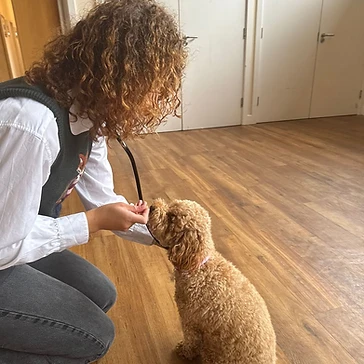 Trainer working with a puppy indoors