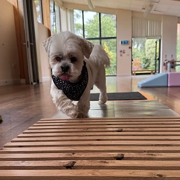 Small white dog walking across wooden slats