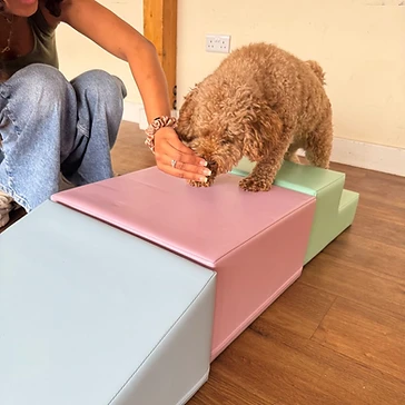 Puppy on soft play steps receiving a treat from handler