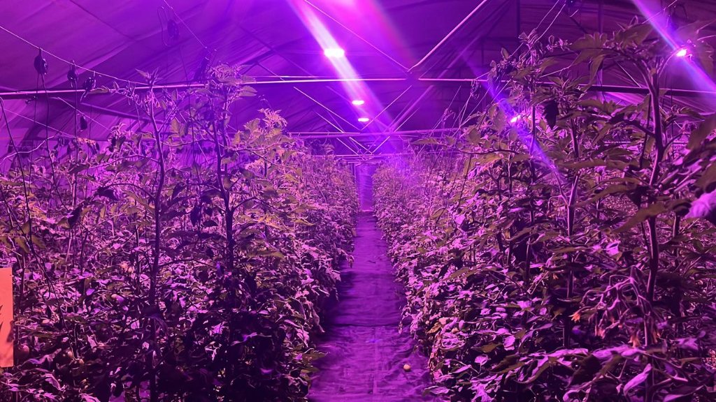 Modern greenhouse farm at sunrise
