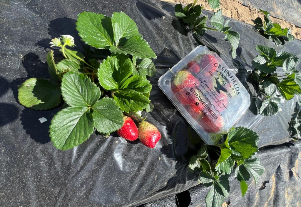 Sustainable farm rows at midday