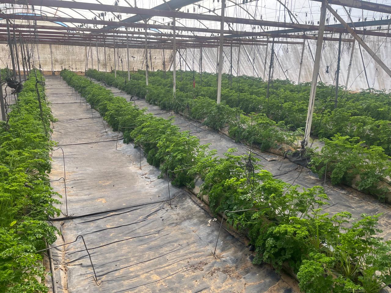 Greenhouse tunnel interior with rows of growing crops