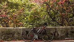 Acheteur inspectant un vélo de route d’occasion avant de conclure l’achat
