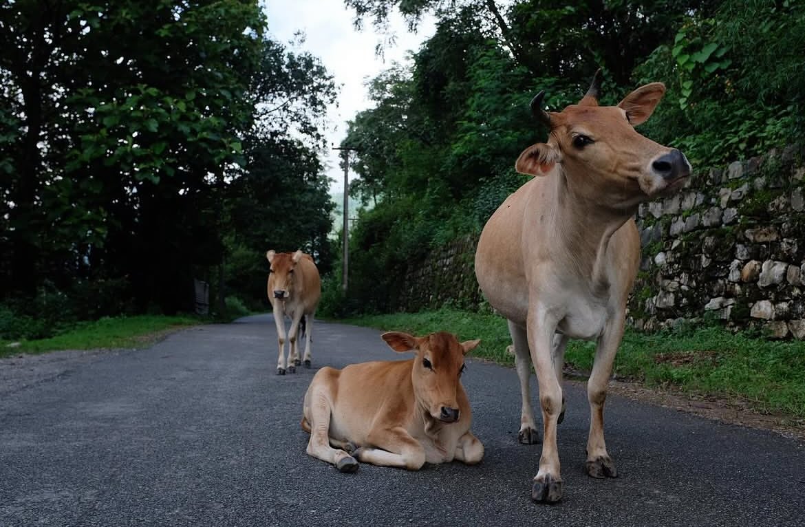 Road Guardians