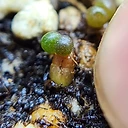 Anacampseros comptonii