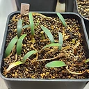 Haemanthus crispus