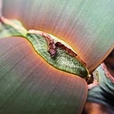 Welwitschia mirabilis