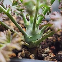 Pelargonium dasyphyllum
