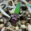 Strumaria truncata