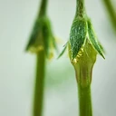 Pelargonium aridum
