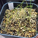 Strumaria tenella ssp. orientalis