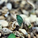 Strumaria chaplinii