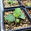Pelargonium keeromsbergense