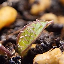 Massonia witterbergensis