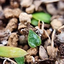 Eriospermum coactum