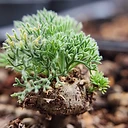 Monsonia peniculina