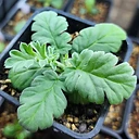 Pelargonium pulchellum