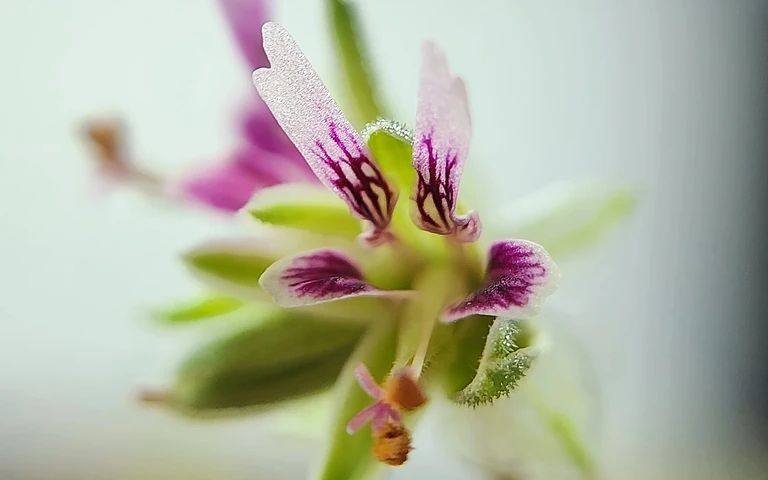 Pelargonium redactum
