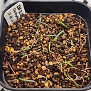 Gethyllis setosa