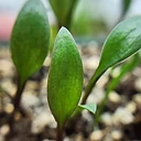 Massonia amonea