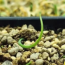 Strumaria prolifera