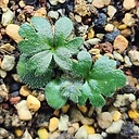 Pelargonium reflexum