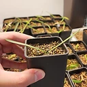 Brunsvigia orientalis