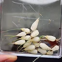 Albuca villosa