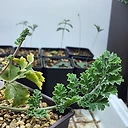 Pelargonium radulifolium
