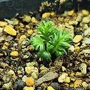 Pelargonium quarciticola