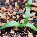 Brunsvigia gariepensis