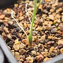 Gethyllis afra