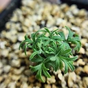 Pelargonium hystrix