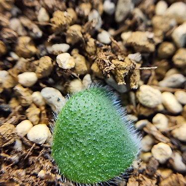 白花毛葉血蓮